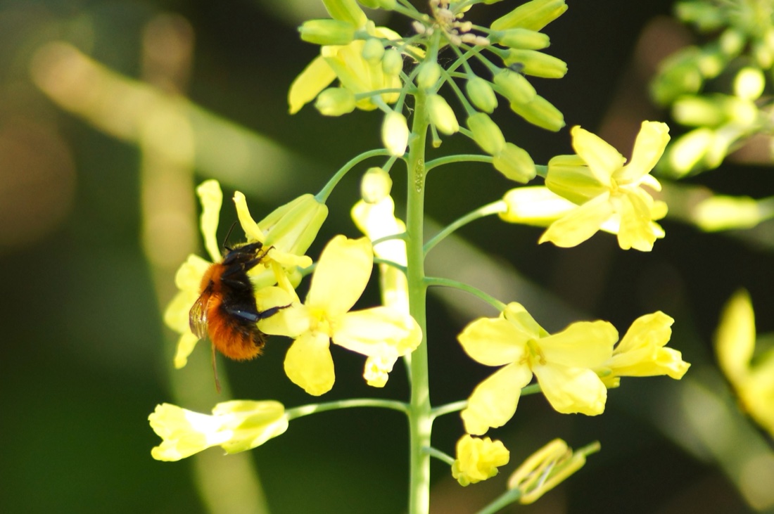 Brassica incana in flower with a bumblebee