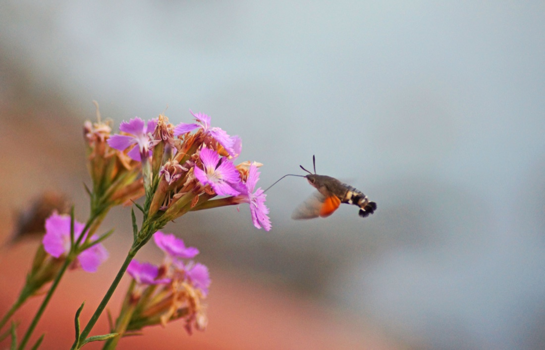 Dianthus rupicola visited by a hummingbird hawk-moth